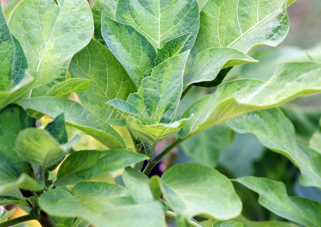 Angels Flight variegated (feuillage)