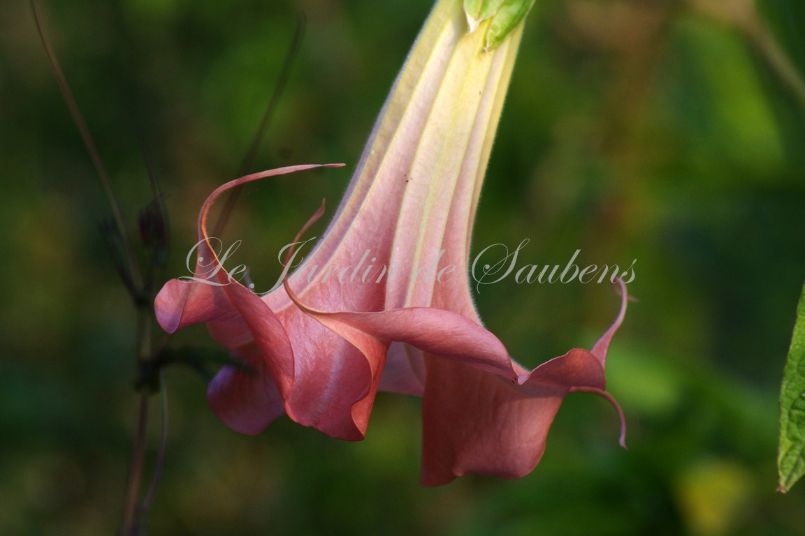 Pink Beauty