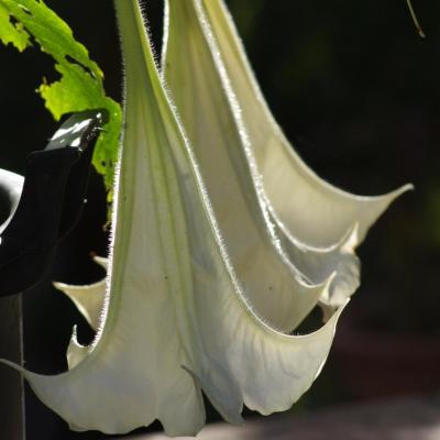 Collection de Brugmansias