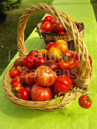 panier de tomates 1 
