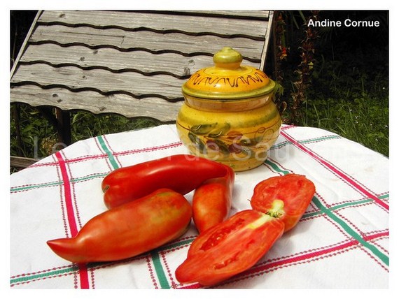 Andine Cornue (3)