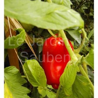 Collection de Tomates anciennes