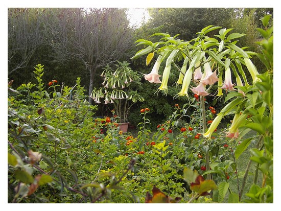 Brugmansias en automne