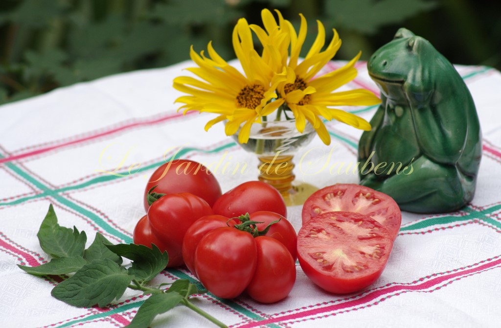 Marmande Hâtive 