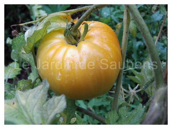 Orange German Strawberry.