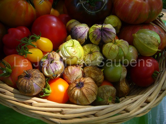 Tomates et Tomatillos