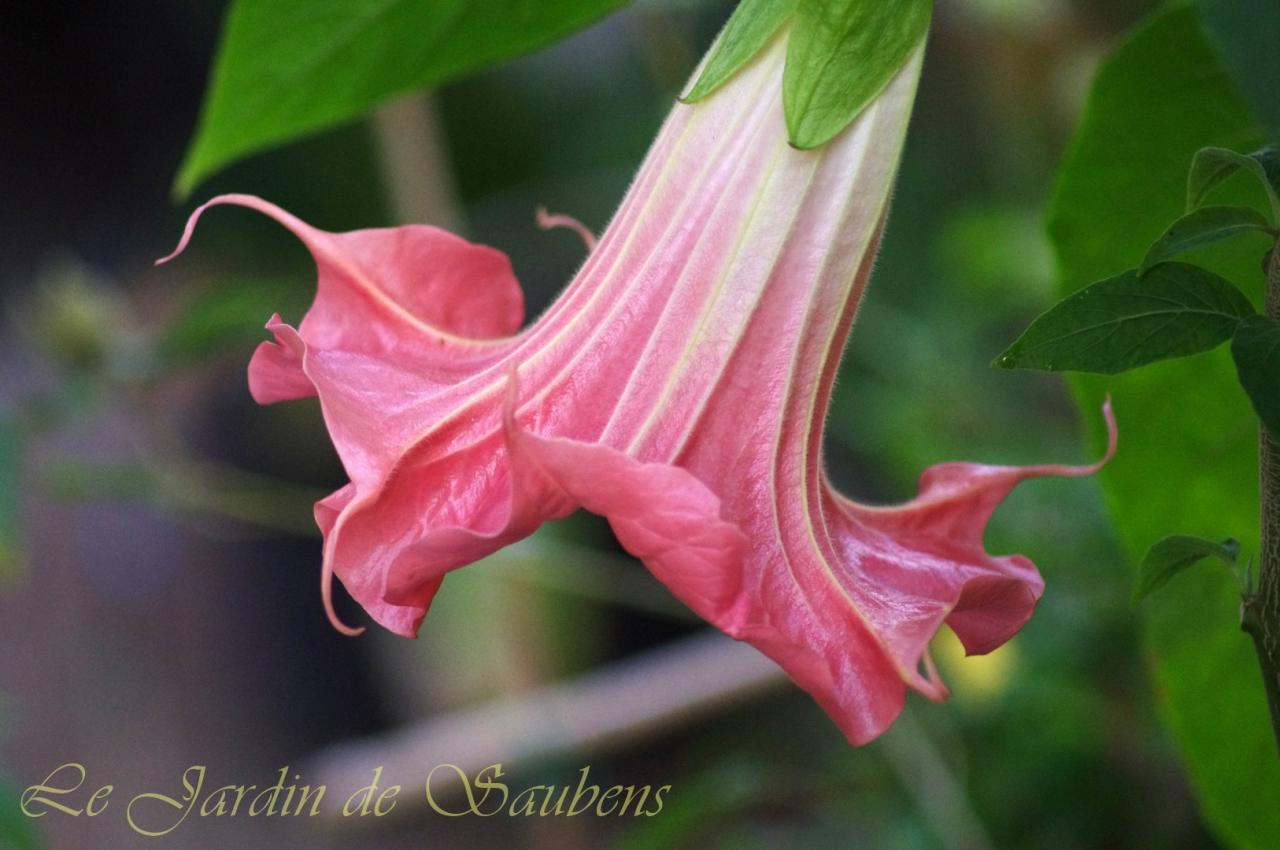 SB Roseline