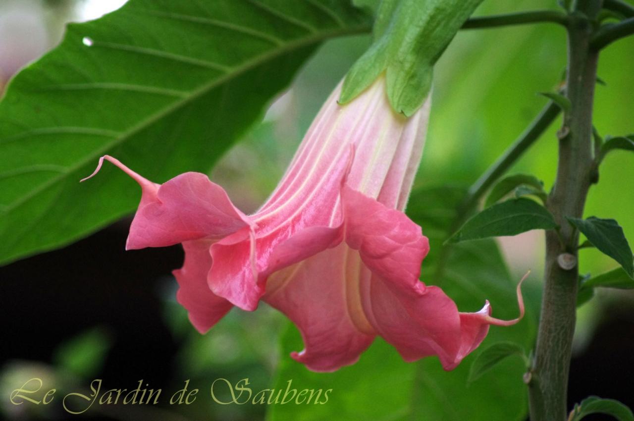 SB Roseline 