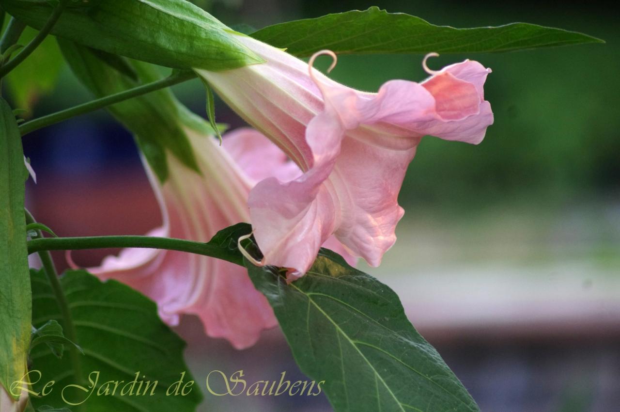 SB Roseline 