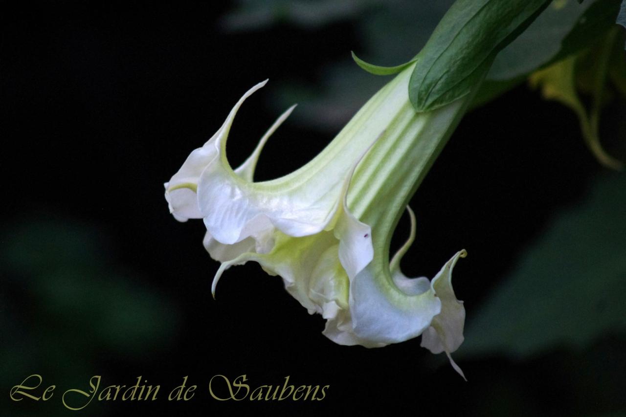 SB Yannick  