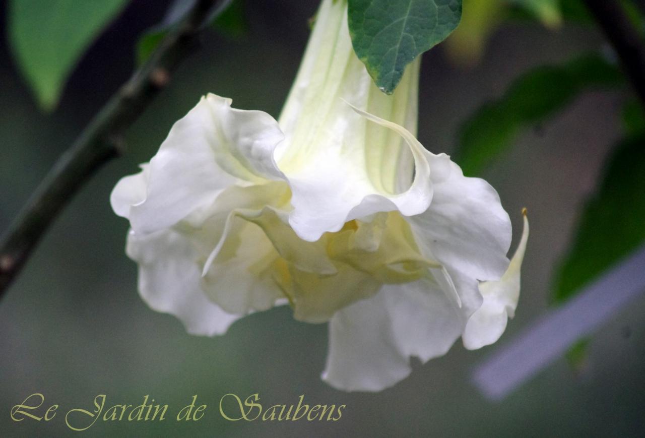 SB Yannick