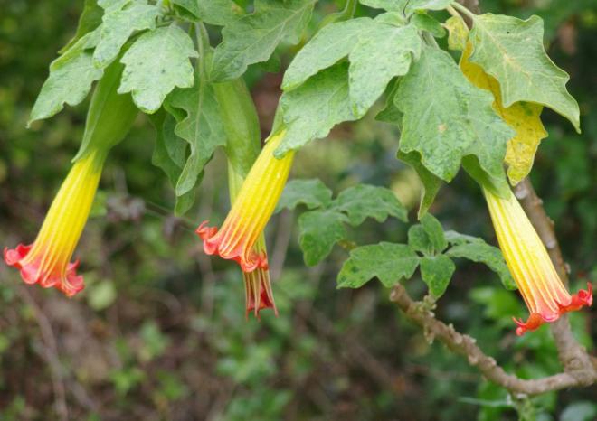 Sanguinea