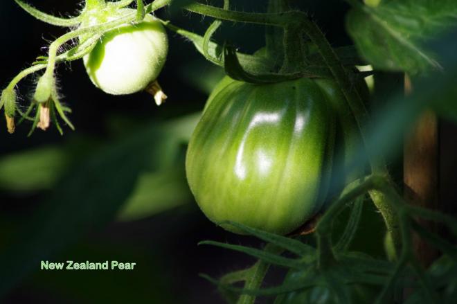 New Zealand Pear