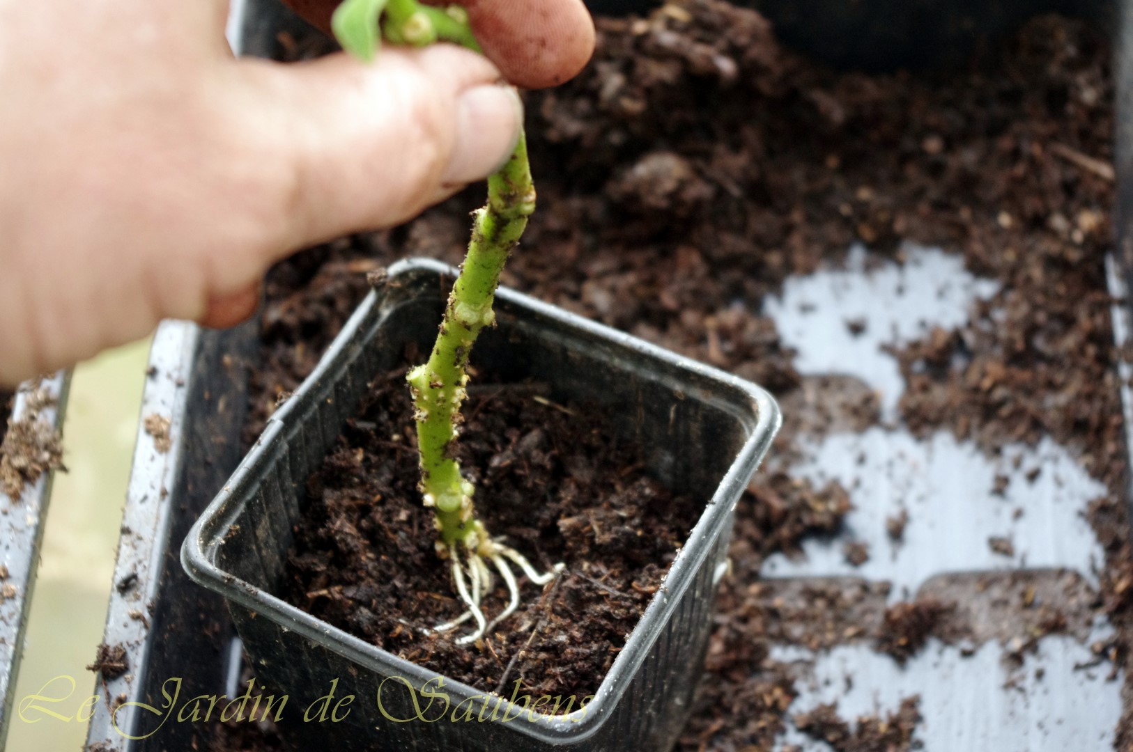 Bouture de rosalla a la plantation copier