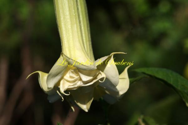 Candida phanomenal x aurea jaune