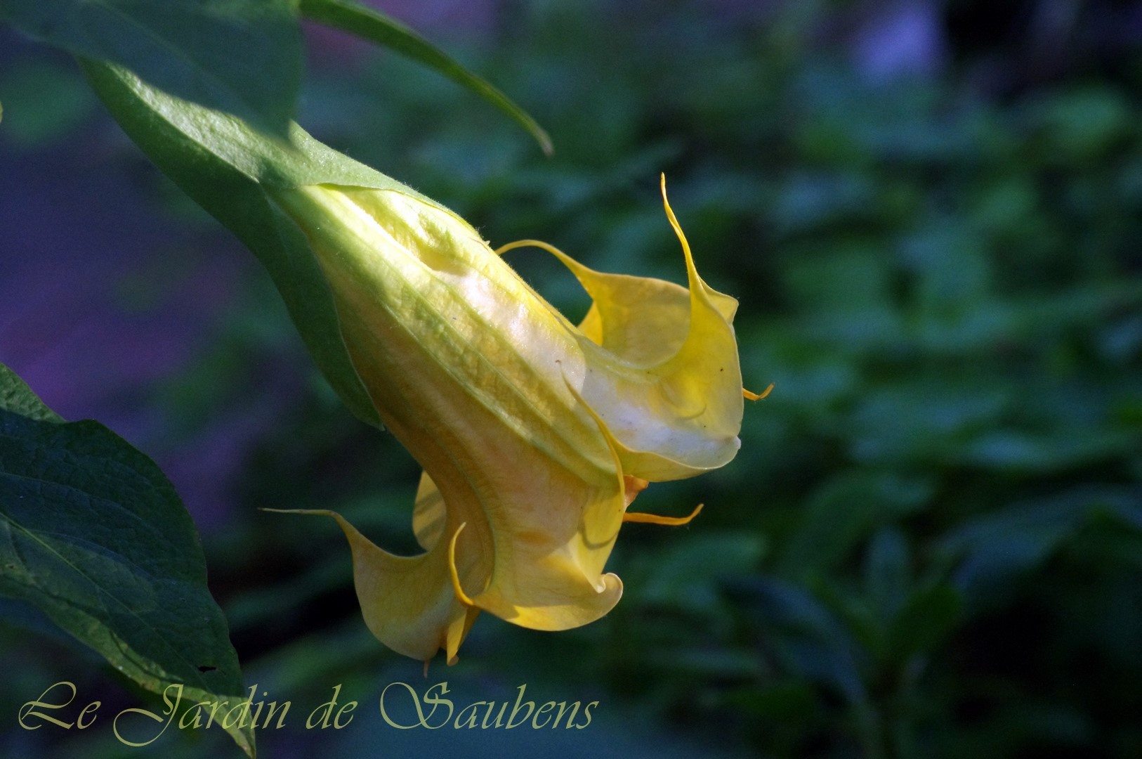 Ds fleur de sommeville 7