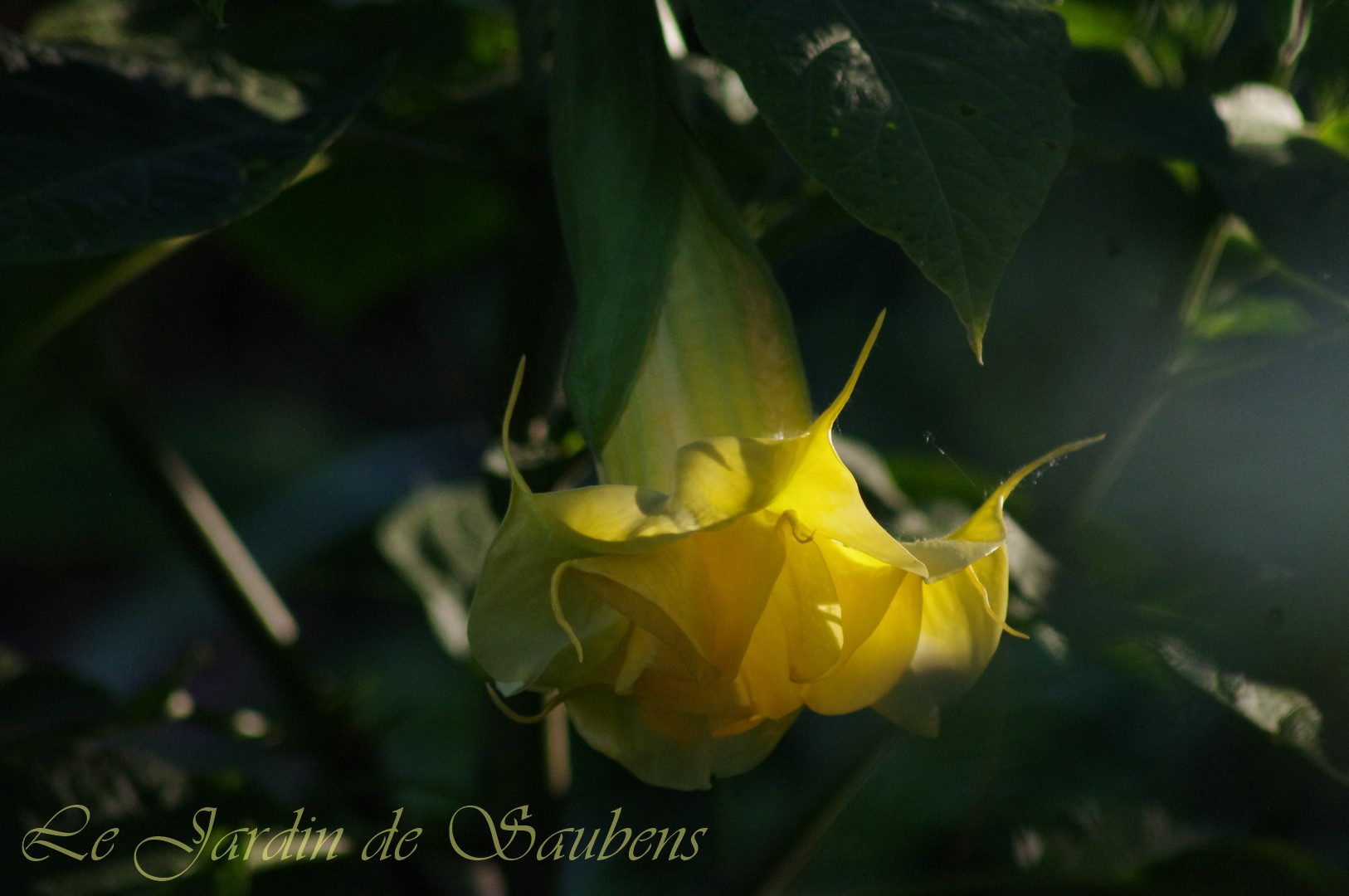 Ds fleur de sommeville 9