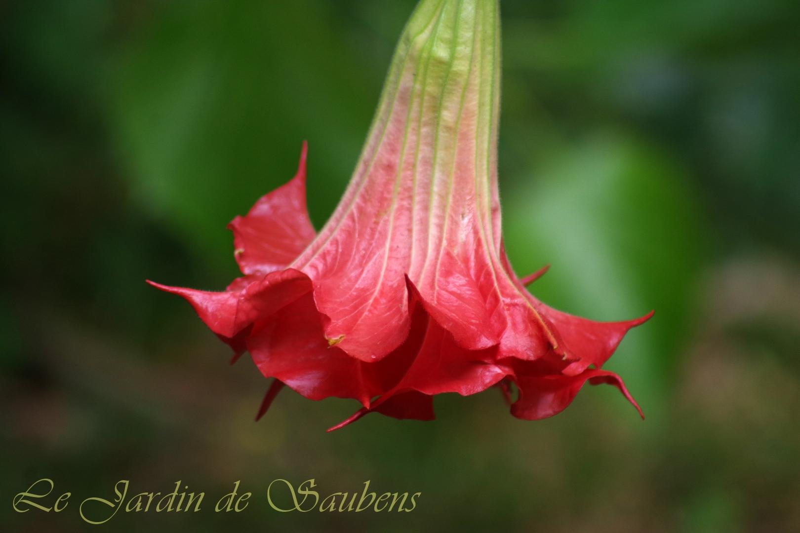 SB Fleur de Néon