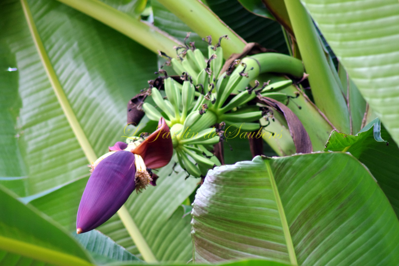 Fleur musa sikkimensis 2 copier