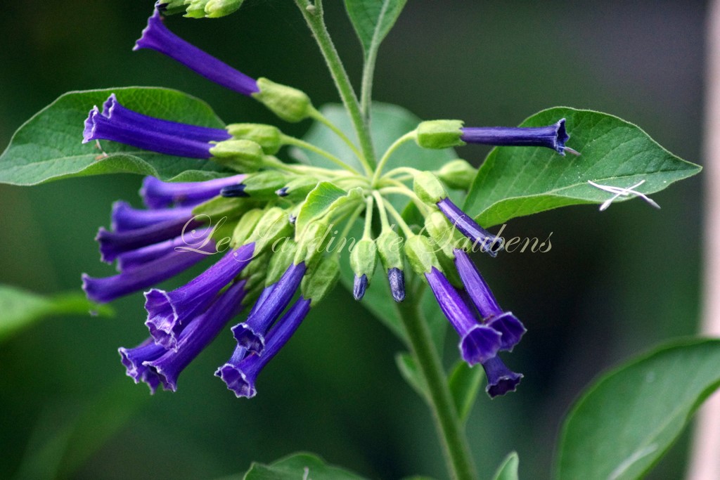 Iochroma cyanum indigo 1 copier