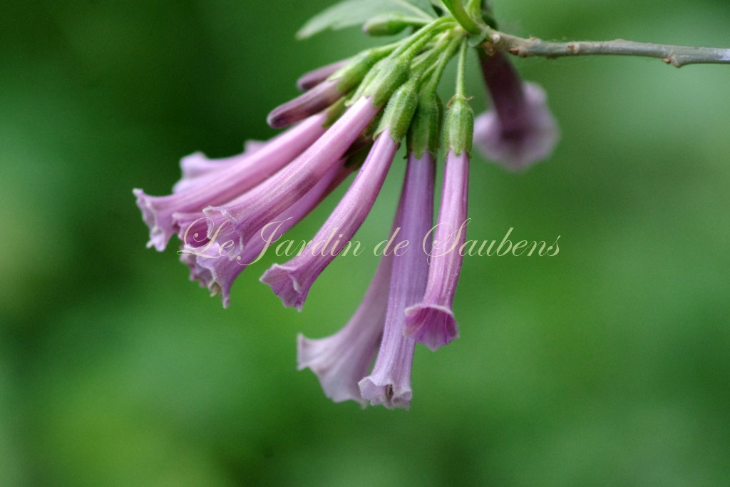 Iochroma lilas des garrosses