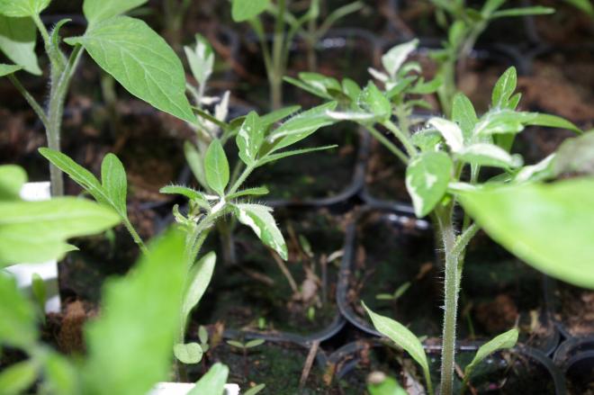 jeunes-plants-de-tomate-variegated.jpg