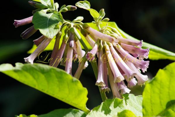 Lilas des garrosses 1 copier