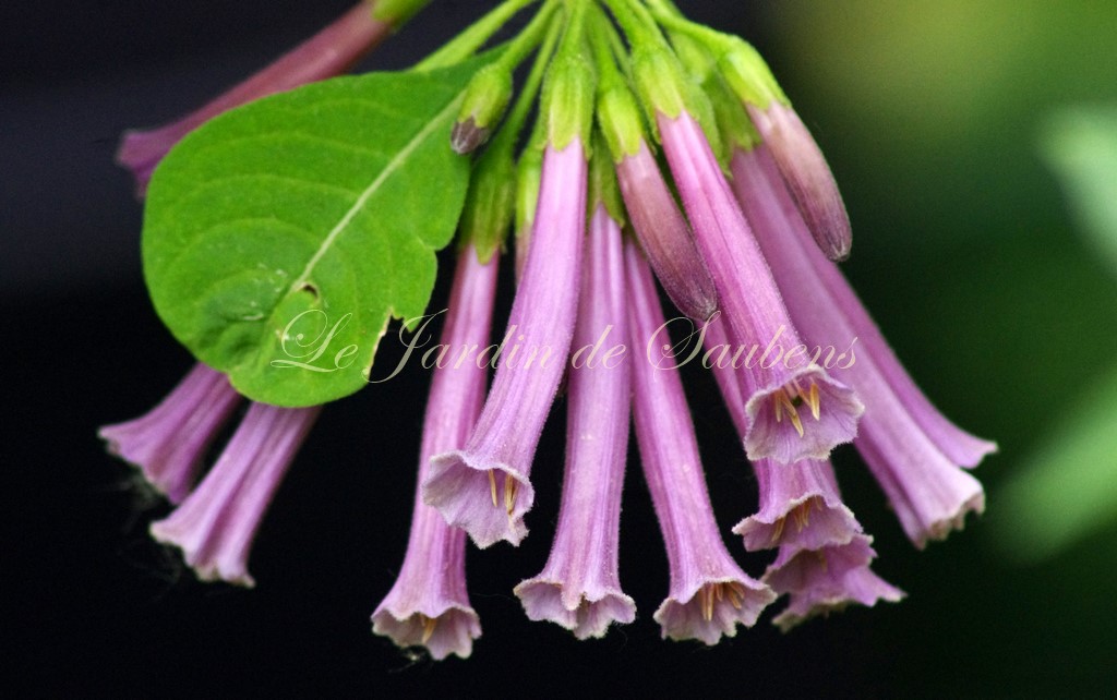 Lilas des garrosses 2 copier