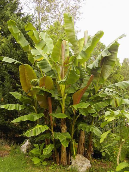 musa-sikkimensis-juin-2011.jpg