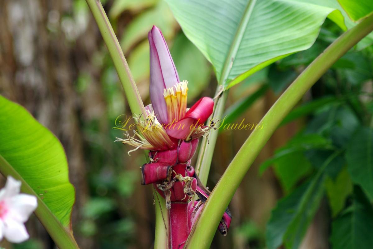 Musa velutina 1