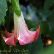 Rouge de didier x froufrou