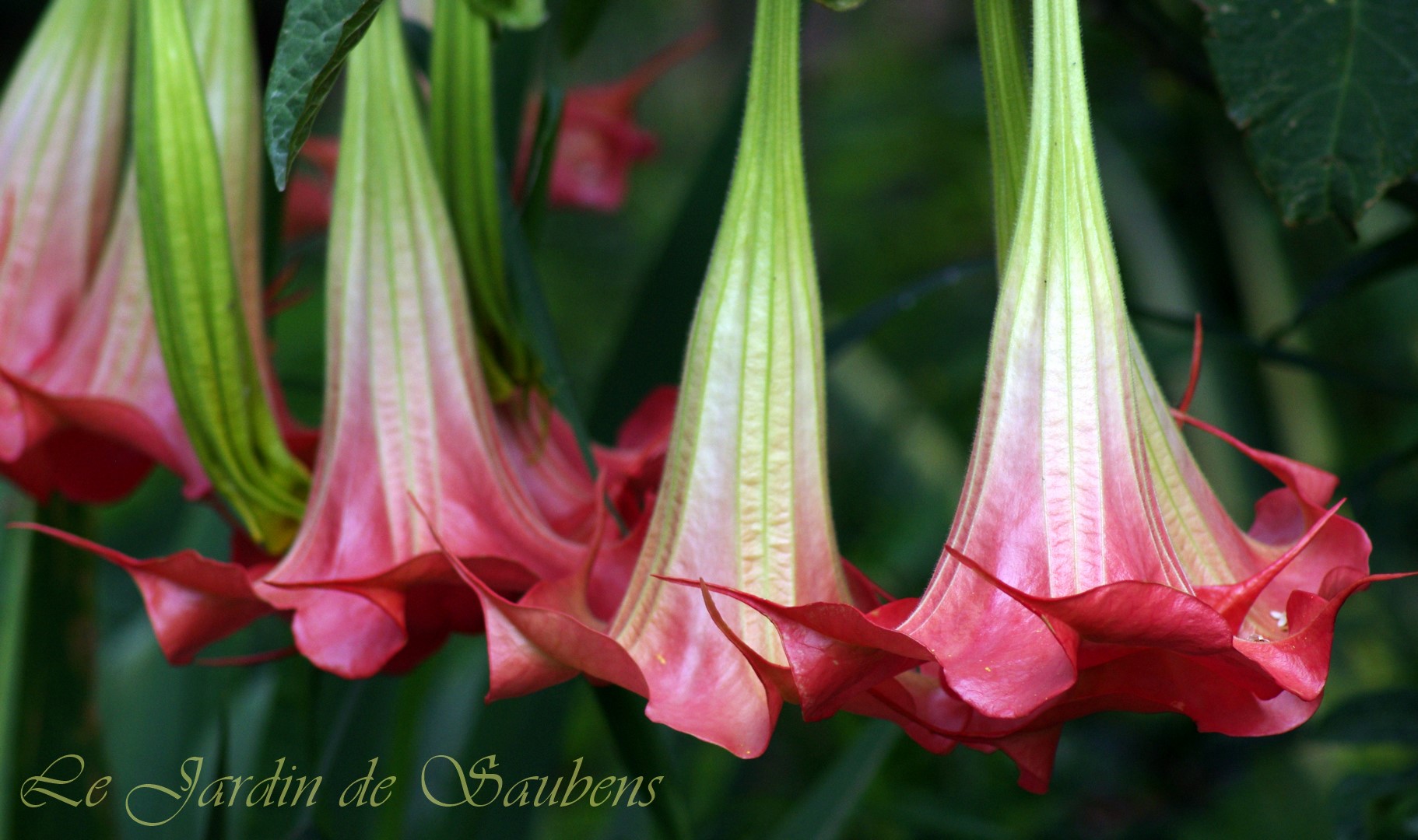 Sb chaperon rouge 20