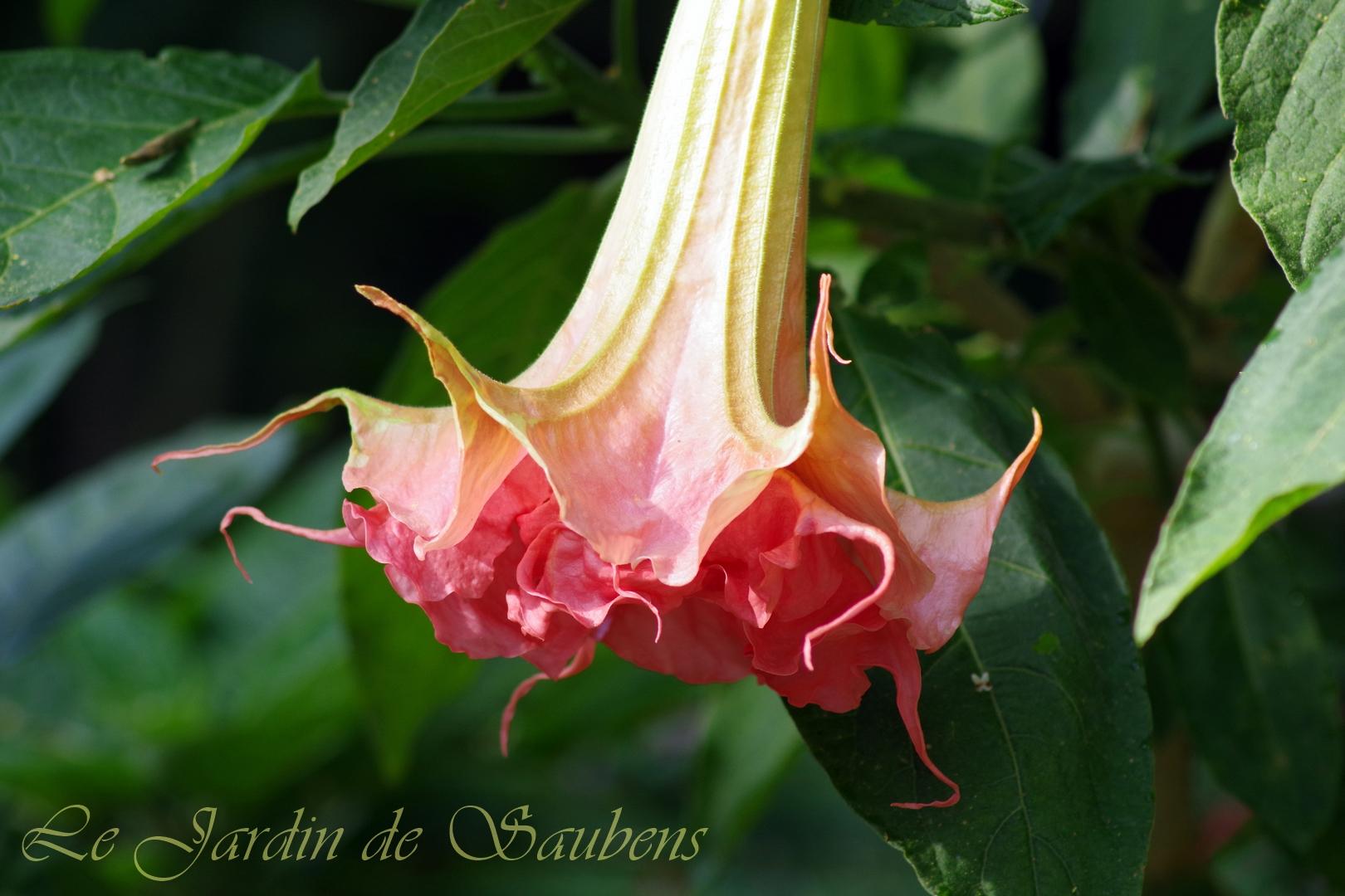 SB Fleur de Crépon