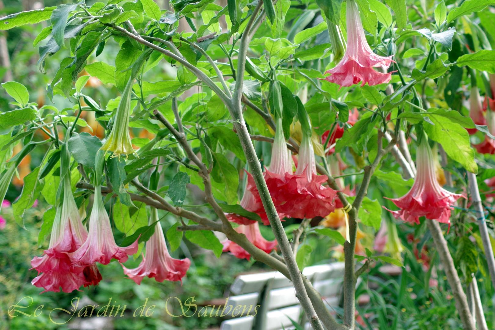 SB Fleur de Néon