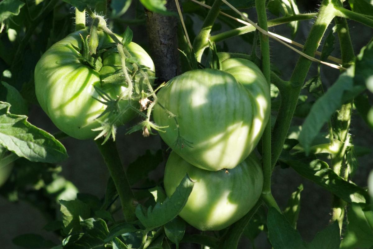 15x Tomate SCATOLONE 2 Oblong épicé Rouge Jardin Plantes-graines b410